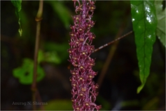 Seidenfia versicolor